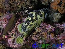 Sebastes chrysomelas (Black-and-Yellow Rockfish)