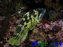 Sebastes chrysomelas (Black-and-Yellow Rockfish)