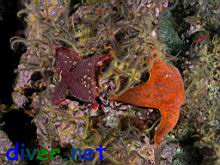 Asterina miniata (Bat Star)