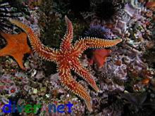 Orthasterias koehleri (Rainbow Star) & Asterina miniata (Bat Star)