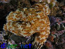 Pisaster ochraceus (Ochre Sea Star)