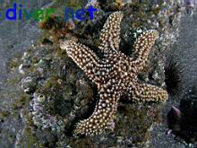 Pisaster giganteus (Giant Spined Star)