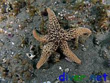 Pisaster giganteus (Giant Spined Star)