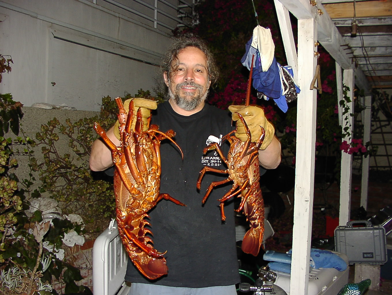 California Rock Lobster(Panulirus interruptus)