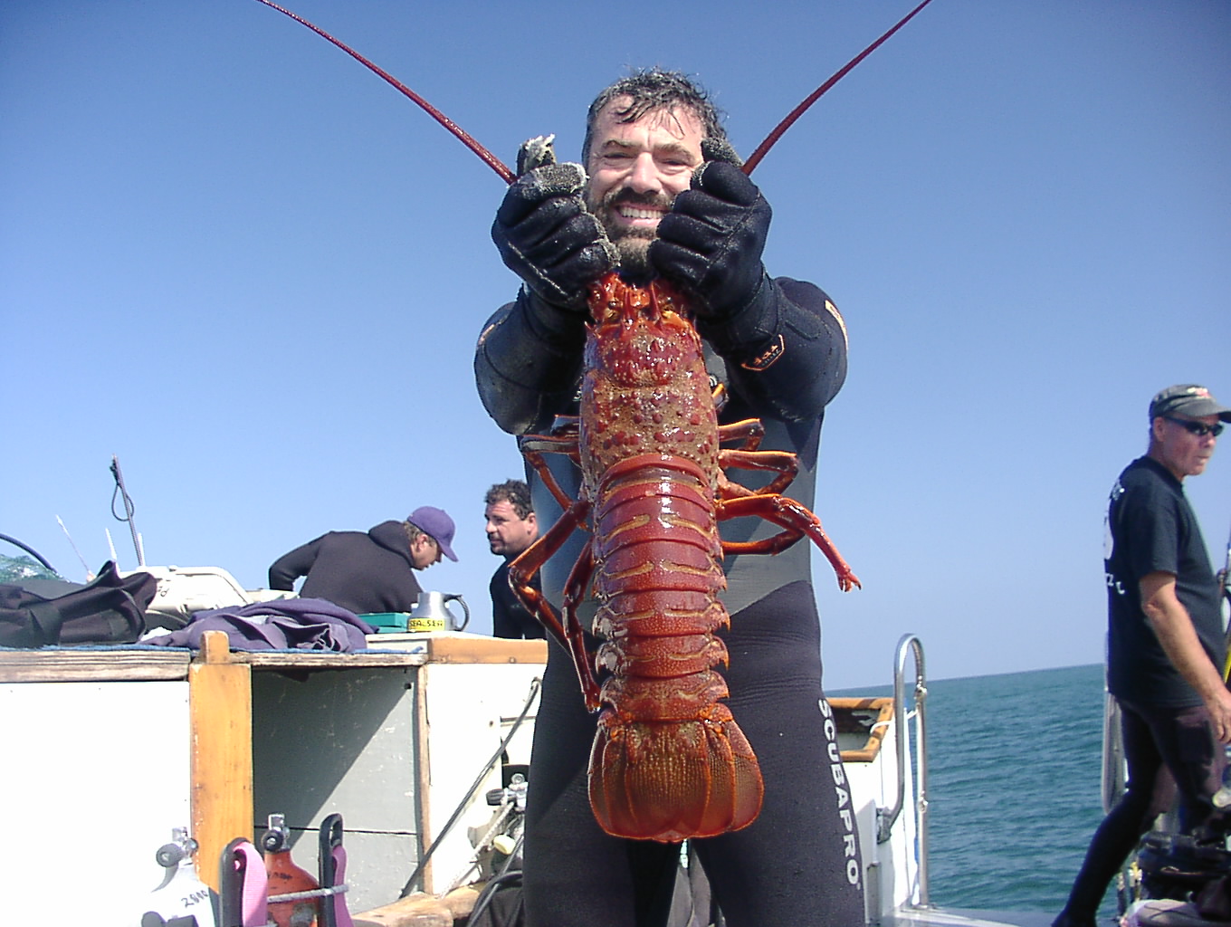 California Rock Lobster(Panulirus interruptus)