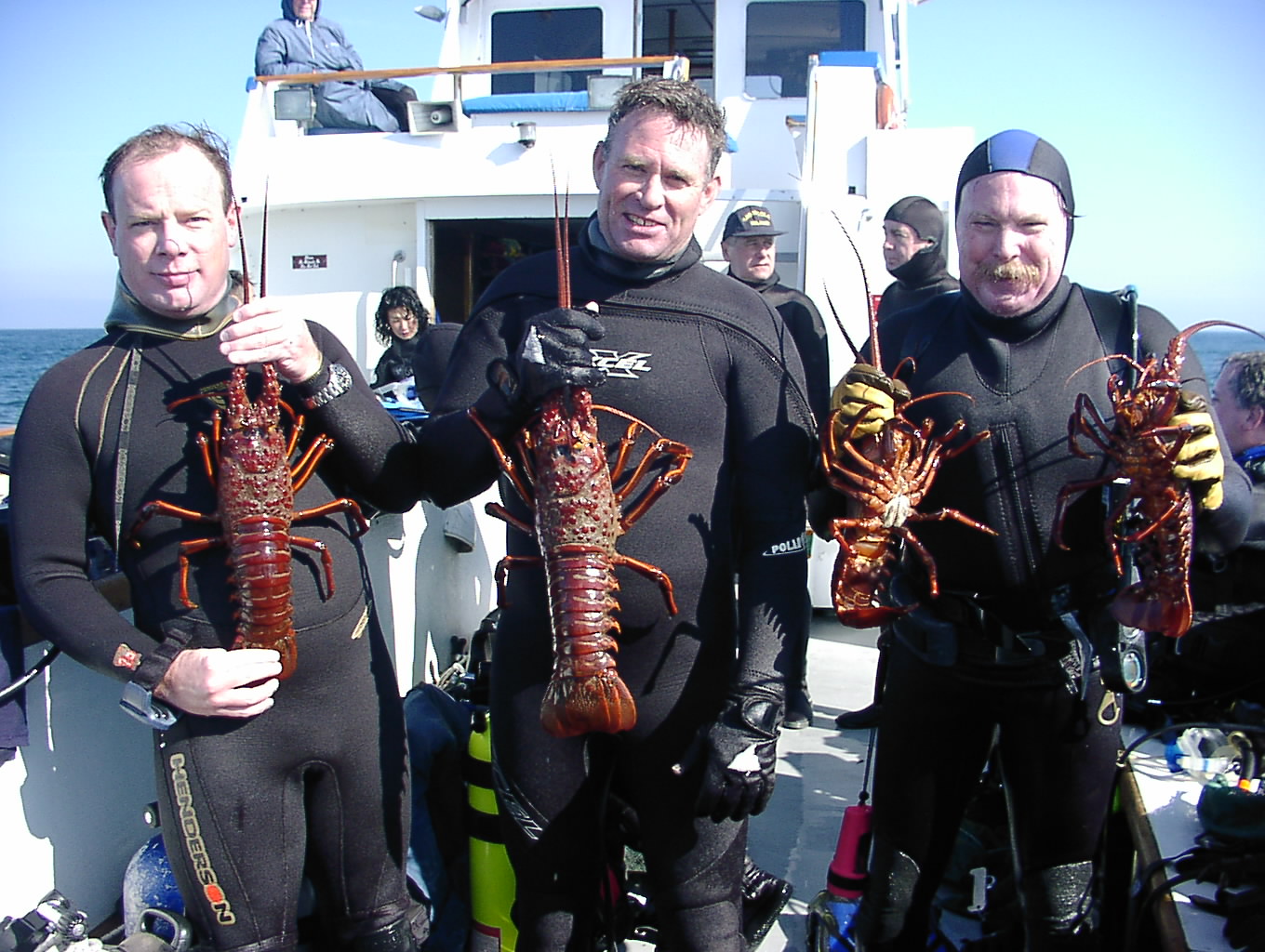 California Rock Lobster(Panulirus interruptus)