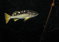 olive rockfish (Sebastes serranoides)
