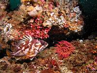 copper rockfish (Sebastes caurinus)