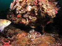copper rockfish (Sebastes caurinus)