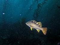 olive rockfish (Sebastes serranoides)