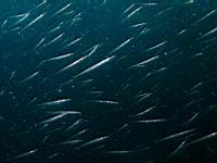 California needlefish (Strongylura exilis)