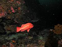 vermilion rockfish (Sebastes miniatus)