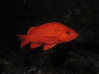 vermilion rockfish (Sebastes miniatus)