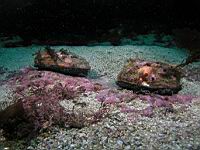 red abalone (Haliotis rufescens)