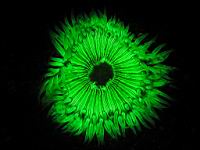Chris Grossman's cool anemone photo