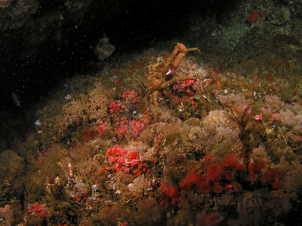 decorator crab (Loxorhynchus crispatus), aka moss crab or masking crab