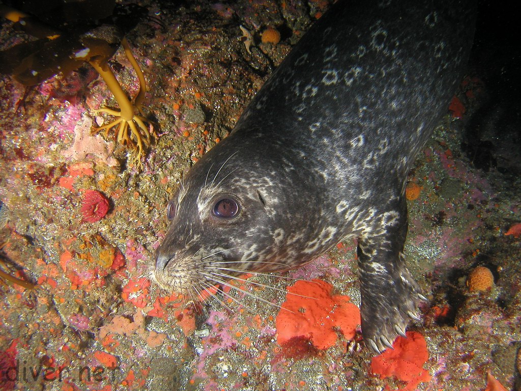 Pacific harbor seal (Phoca vitulina richarii)