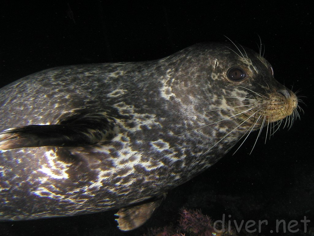 Pacific harbor seal (Phoca vitulina richarii)