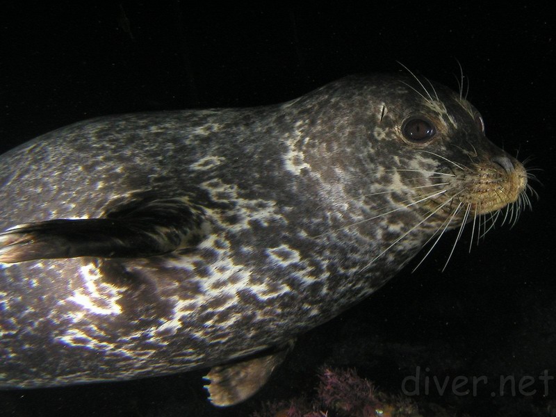 California Harbor Seal (Phoca vitulina)