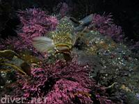 Kelp Bass or Calico Bass (Paralabrax clathratus)