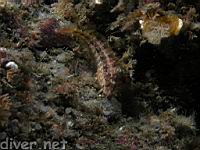 Island Kelpfish (Alloclinus holderi)