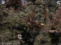 Island Kelpfish (Alloclinus holderi)