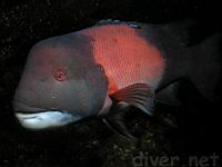 A large male California Sheephead (Semicossyphus pulcher) with a large parasite near the dorsal fin