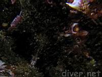 Dock shrimp (Pandalus danae)