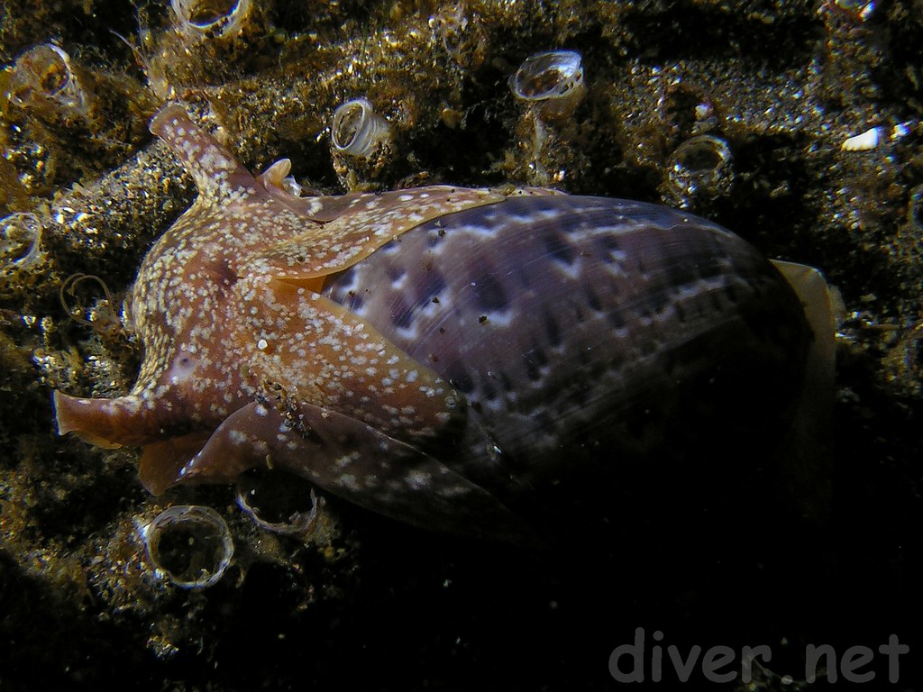 Underwater Photography and SCUBA Diving Photos by Chris Grossman