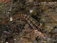 Island Kelpfish (Allocinus holderi)