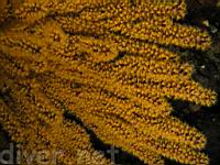 California Golden Gorgonian (Muricea californica)