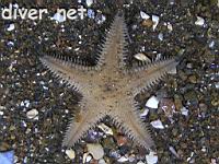 Spiny Sand Star (Astropecten armatus, a.k.a. Astropecten verrilli)
