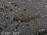 Speckled Sandab (Citharichthys stigmaeus)