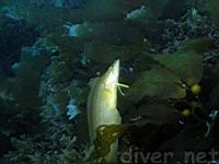Giant Kelpfish (Heterostichus rostratus)