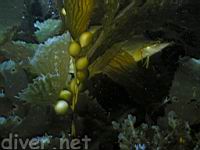 Giant Kelpfish (Heterostichus rostratus)
