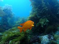 Garibaldi (Hypsypops rubicundus) and Giant Kelp (Macrocystis pyrifera)