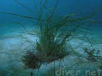 Eel Grass (Zostera marina)