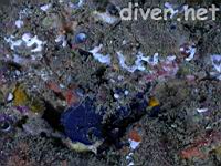 Cobolt Sponge (Hymenamphiastra cyanocrypta), Colonial Tunicate (Didemnum carulentum), & Scaled Worm Shells (Serpulorbis squamigerus)