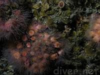 Colonial Cup Coral (Coenocyathus bowersi)