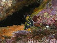Juvenile Treefish (Sebastes serriceps)