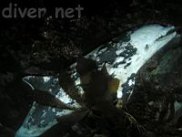 A dead Pacific Bottle-Nosed Dolphin (Tursiops truncatus)
