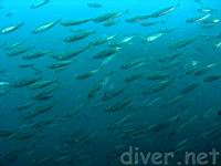 Pacific Jack Mackerel (Trachurus symmetricus) and Pacific Sardine (Sardinops sagax caerulea)