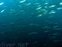 Pacific Jack Mackerel (Trachurus symmetricus) and Pacific Sardine (Sardinops sagax caerulea)
