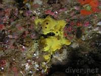 Sulpher Sponge (Aplysinafistularis)