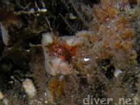 Dwarf teardrop crab (Pelia tumida)