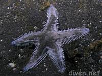 Spiny Sand Star (Astropecten armatus a.k.a. Astropecten verrilli)