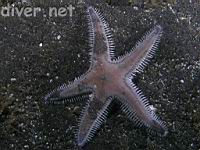 Spiny Sand Star (Astropecten armatus a.k.a. Astropecten verrilli)