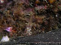 Dock shrimp (Pandalus danae)