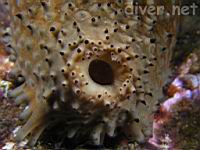 The back end of a Warty Sea Cucumber (Parastichopus parvimensis)