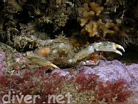 juvenile Sheep Crab (Loxorhynchus grandis)